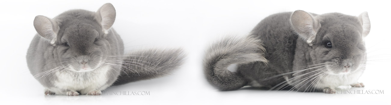 Feature Image for TOV Violet Hybrid Chinchillas